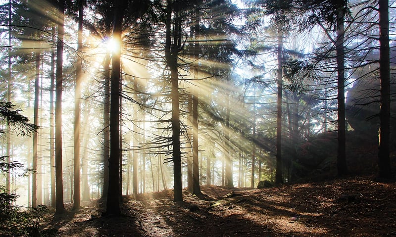 Enchanted landscapes