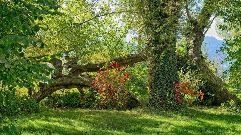 Mystical shrubs